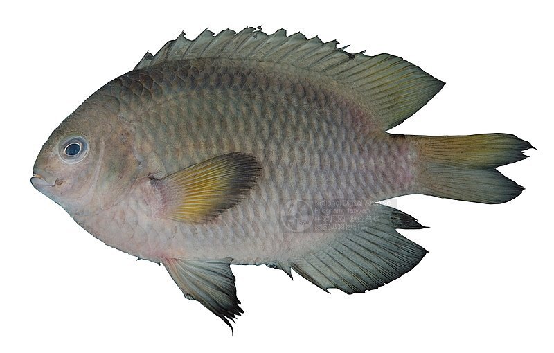 三斑雀鲷其他生物相关