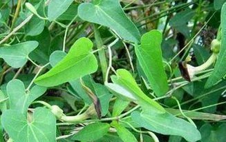 青香藤(植物)