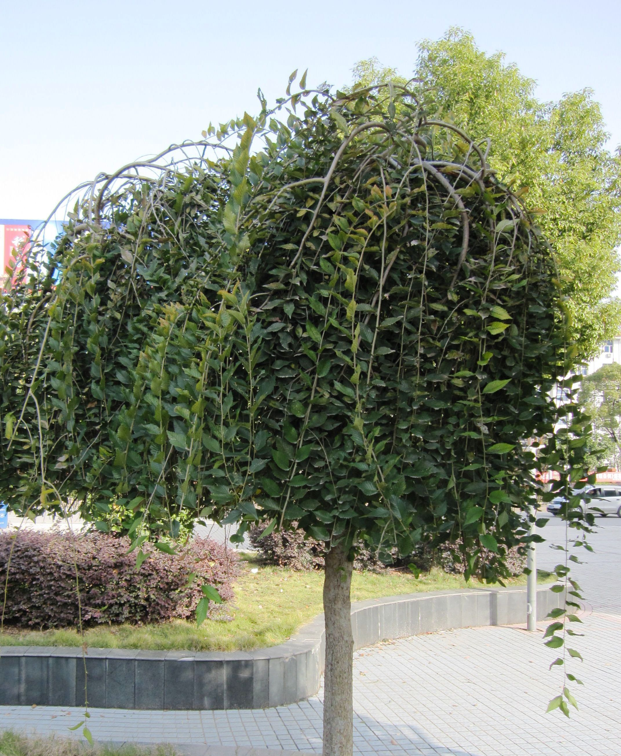 垂榆(植物)_技点科普_技点网(植物)