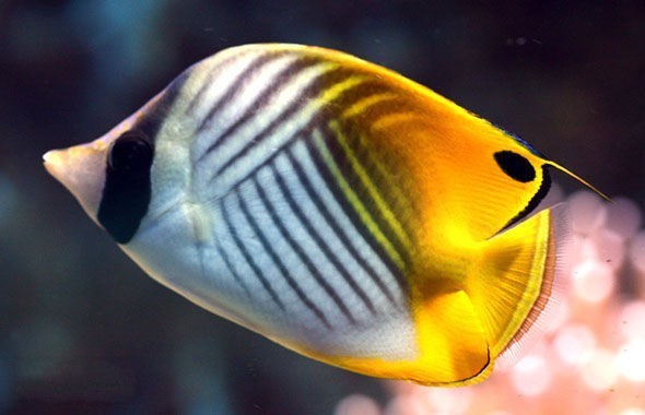 扬幡蝴蝶鱼动物