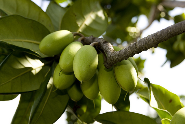 奥特山榄(非生物)
