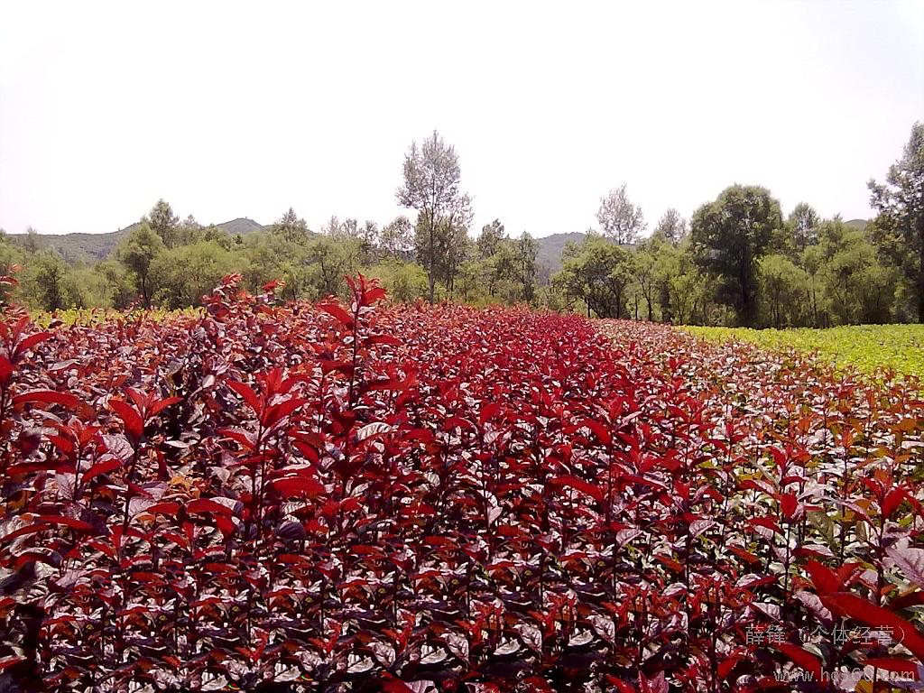 密枝红叶李(植物)