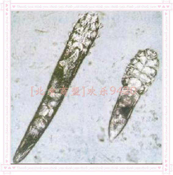 毛囊蠕形螨 (其他生物相关)