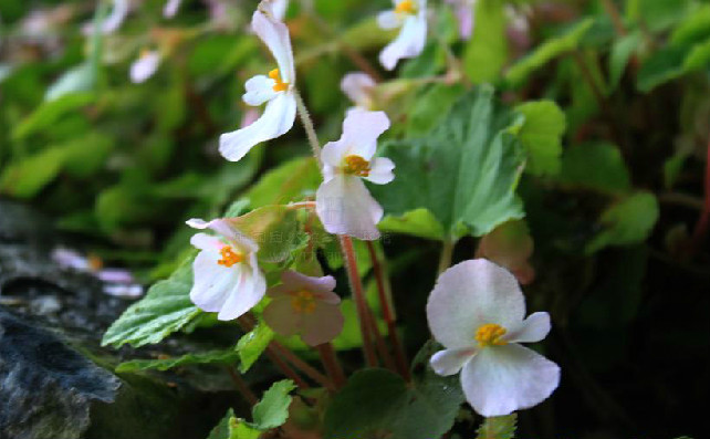 小叶秋海棠 (植物)