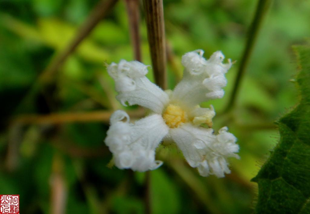 trichosanthes parviflora)为葫芦科栝楼属下的一个种