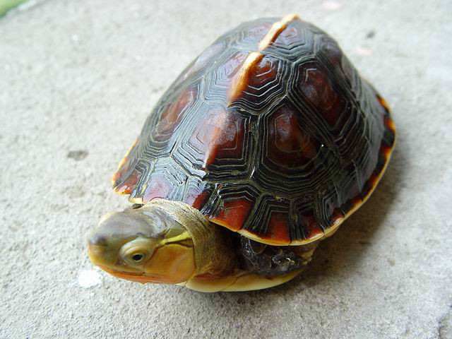 潮龟科(其他生物相关)