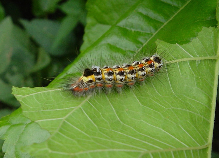 黄尾白毒蛾,euproctissimilesxanthocampadyar,又名桑毛虫,桑毒蛾金 