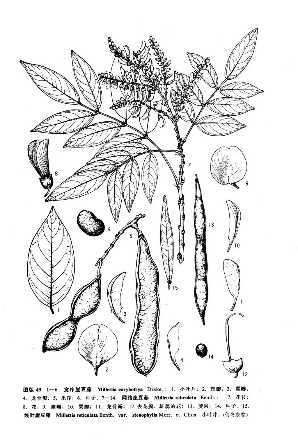 宽序崖豆藤 (植物)