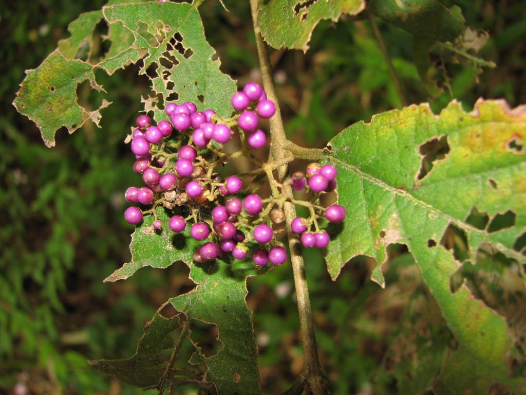 红紫珠原变种植物