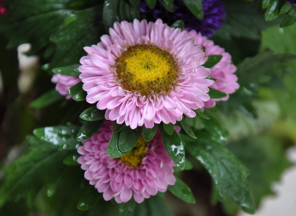五色菊(植物)_技点百科