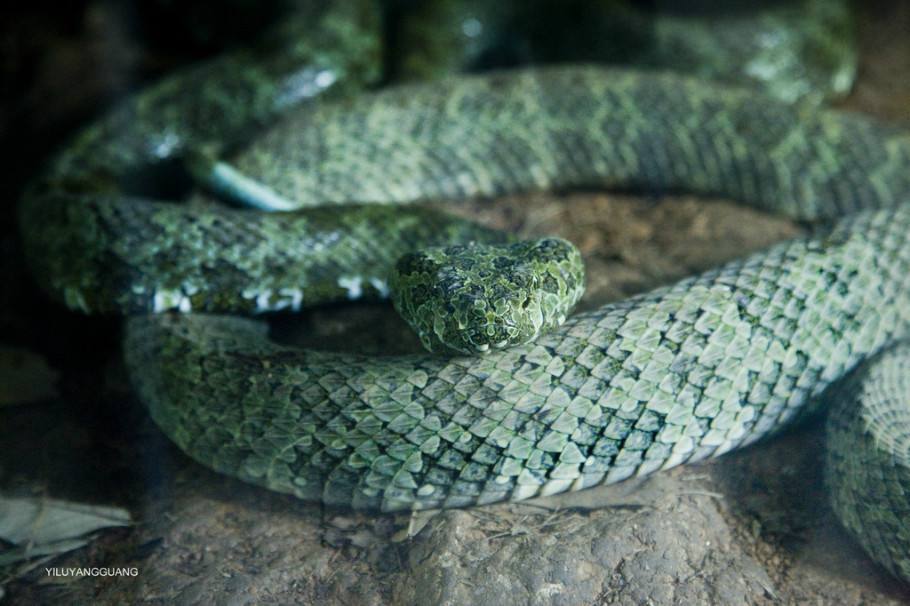 山烙铁头蛇(动物)_技点百科