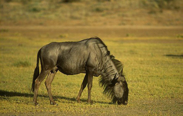 斑纹角马(动物)_技点百科