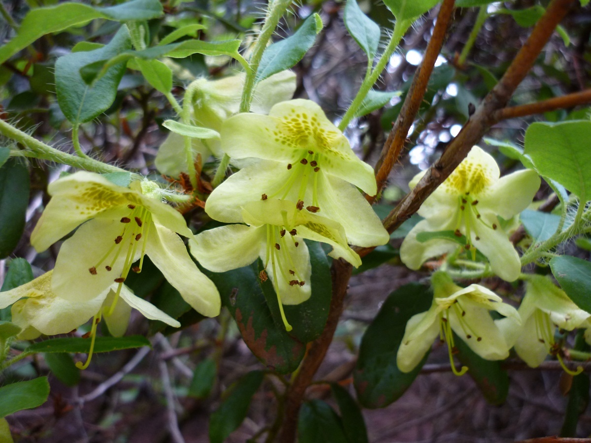 常绿糙毛杜鹃 (植物)