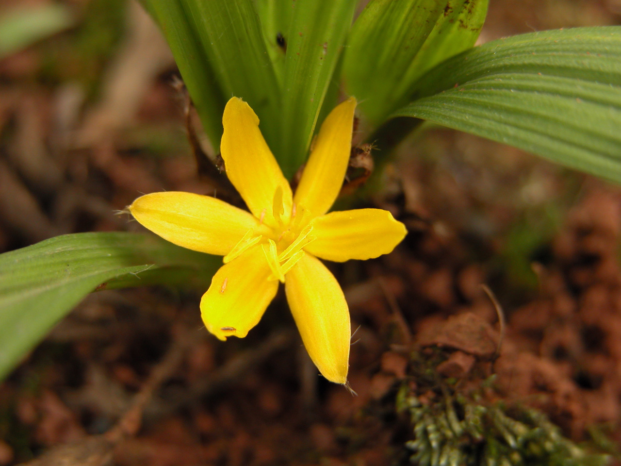 中华仙茅(植物)