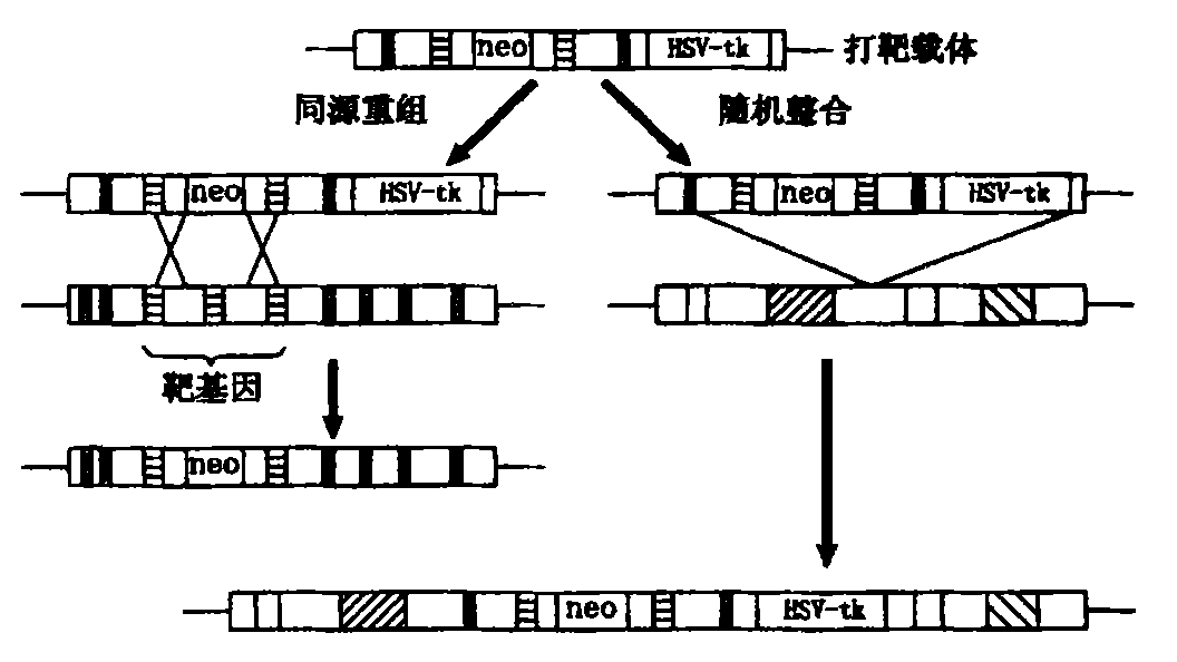 打靶的计分规则图图片