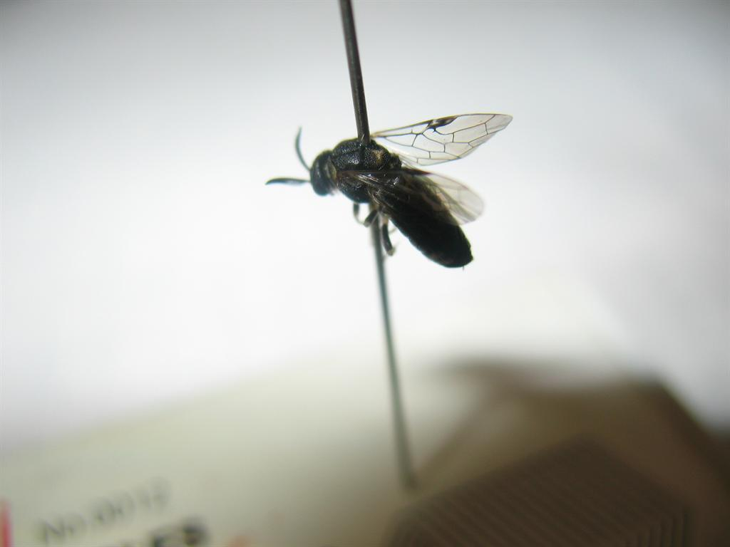 浙江黑松叶蜂 (其他生物相关)