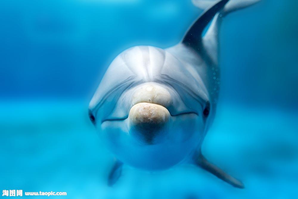 雷明顿鲸 (其他生物相关)