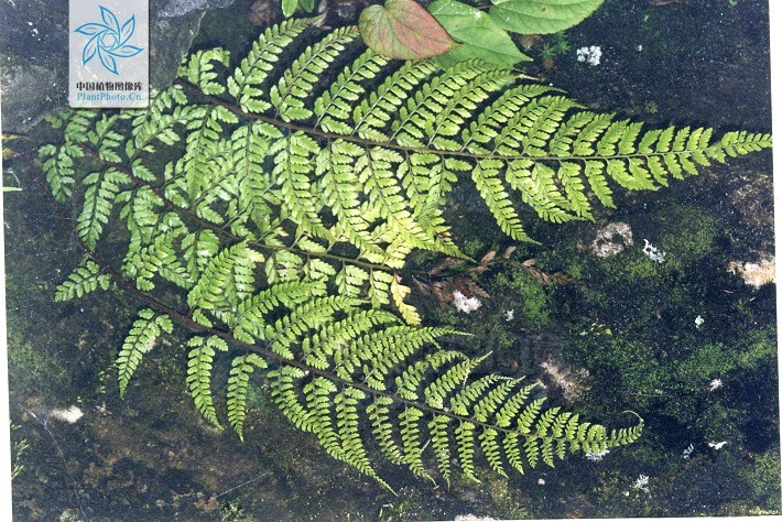 喜马拉雅蹄盖蕨(植物)