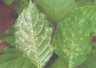 白锈菌其他生物相关