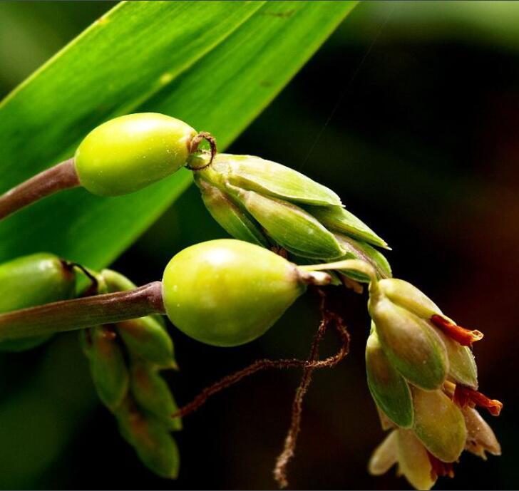 薏米(植物)