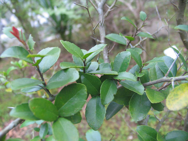 木冬树其他人物相关