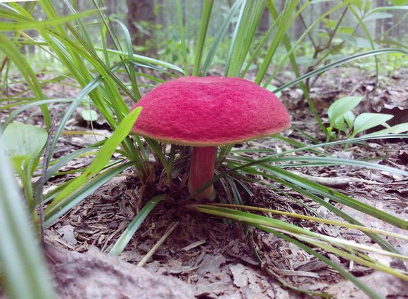 红绒盖牛肝菌 (其他生物相关)
