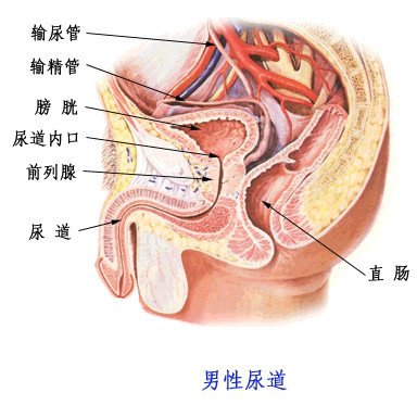 男生小便部位器官图片