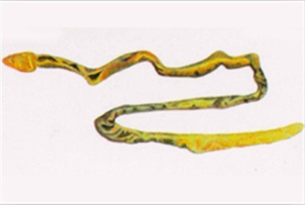 多鳃孔舌形虫 (动物)