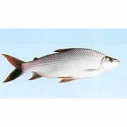 巴西鲷(其他生物相关)