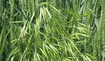 野燕麦 (农学|植物)