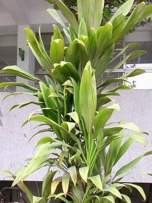 宽叶朱蕉(植物)