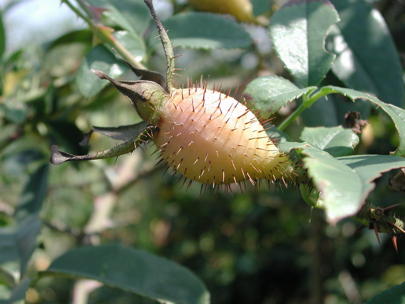 英文名:roxburgh)系蔷薇科落叶灌木植物,别名缫丝花,刺蘑,山刺梨,赛