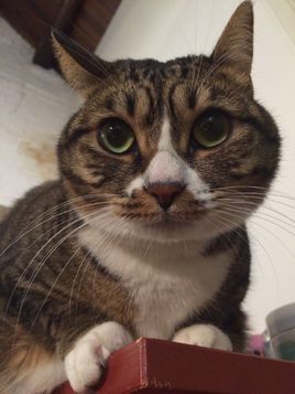 胖虎猫(动物)_技点百科_技点网(动物)