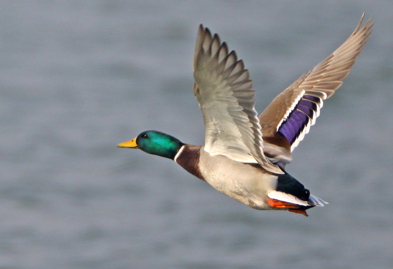 野鸭(动物)_技点知识_技点网(动物)