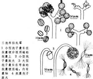 形态特征:具大型孢子囊和单孢孢子囊,接合孢子在钳