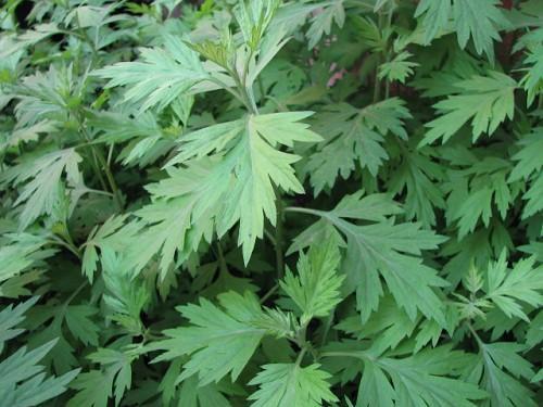 亚洲大花蒿 (植物)