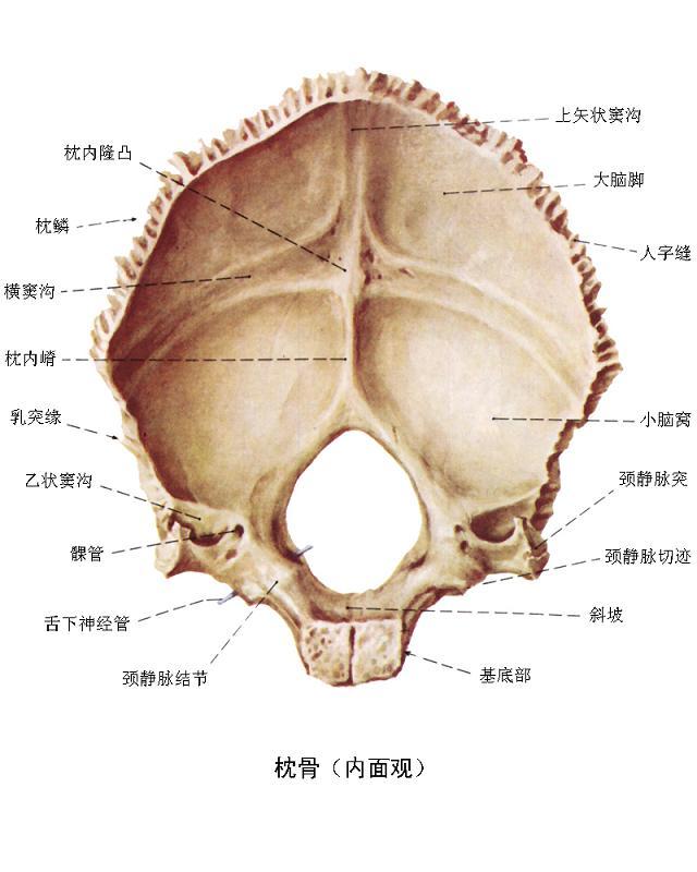 枕骨隆突解剖图片