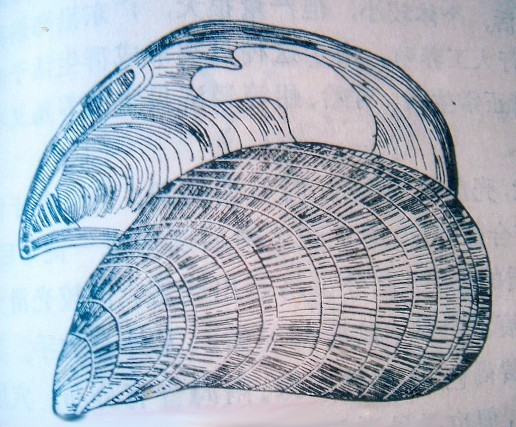 条纹隔贻贝 (其他生物相关)