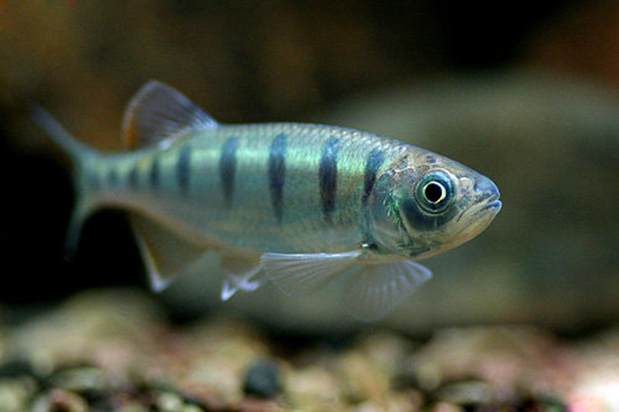 丽色低线鱲 (动物)