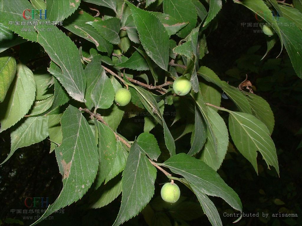 糙叶树属 (植物)