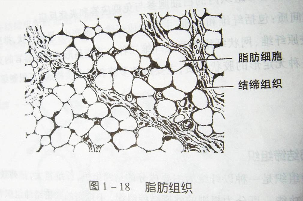 脂肪细胞结构图图片