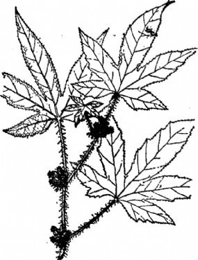 五爪风(植物)攀援状灌木,为蕾薇科植物五叶悬钩子的全草.