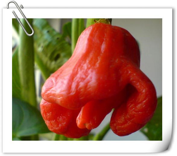 原产加拿大,又名乳椒,加拿大椒,也称元宝椒,因形状类似风铃辣椒元宝形