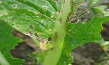 变叶木刺盘孢(其他生物相关)变叶木刺盘孢是一种盘菌科盘菌目半知菌纲