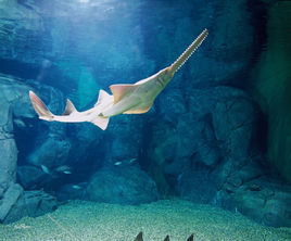 锯鳐(动物)锯鳐(jùyáo),锯鳐科(pristidae)锯鳐属(pristis)几种像鲨