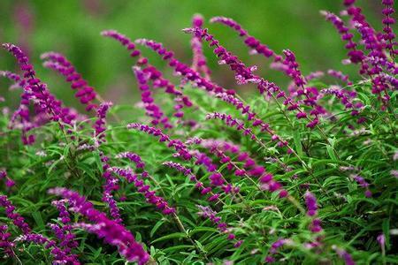 山香草 (中医学与中药学)