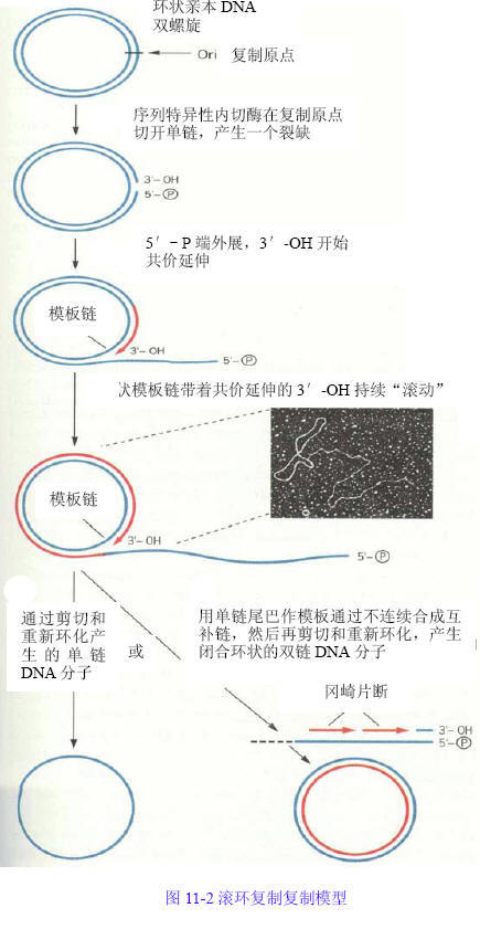 we re getting closer to cloning humans here s what s stopping us