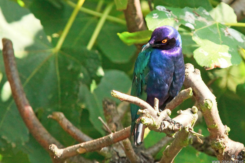 紫麗椋鳥動物