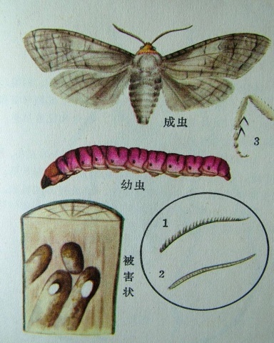 咖啡豹蠹蛾图片