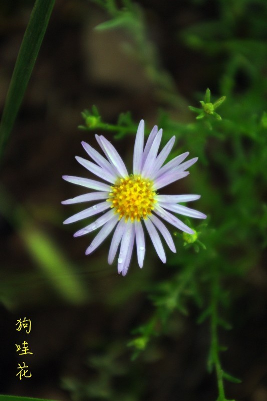 狗篮子花什么样图片